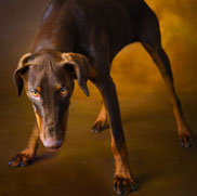 copyright borterwagner photography