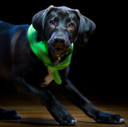 copyright borterwagner photography