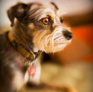 copyright borterwagner photography