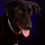 copyright borterwagner photography