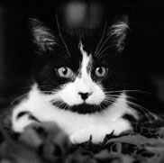 copyright borterwagner photography